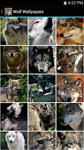 Free Wolf Wallpapers APK