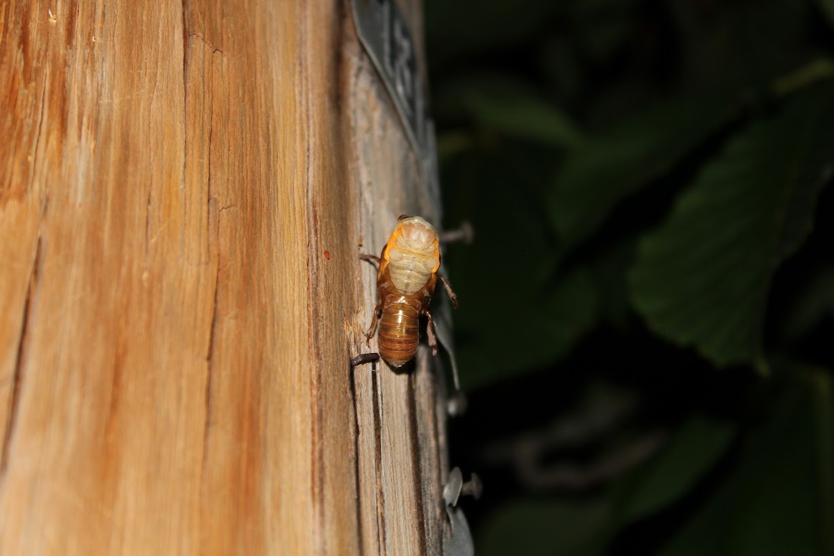 17 year cicada (brood II)