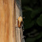 17 year cicada (brood II)