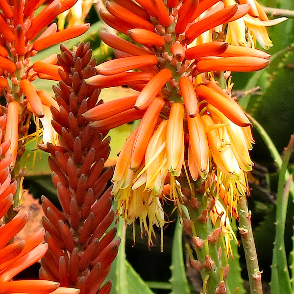 aloe vera flower