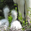 Great Egret