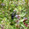 Steel-blue Cricket Hunter Wasp