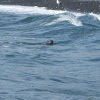 Harbor Seal