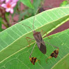 Leaf footed bug