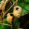 Potter Wasp nest
