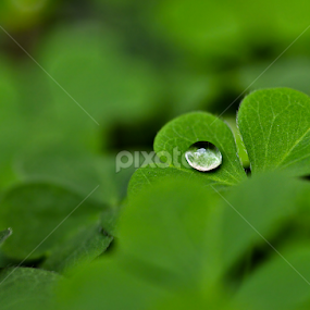 by Moussa Idrissi - Abstract Water Drops & Splashes