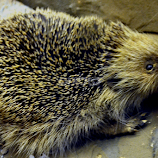 Hedgehog by Nic Scott -  