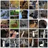 Animal Sounds Real.1