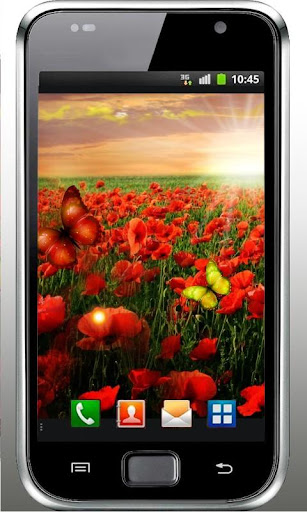 免費下載個人化APP|Poppy Flower HD Live Wallpaper app開箱文|APP開箱王