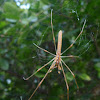 Long-jawed Orb Weaver Spider