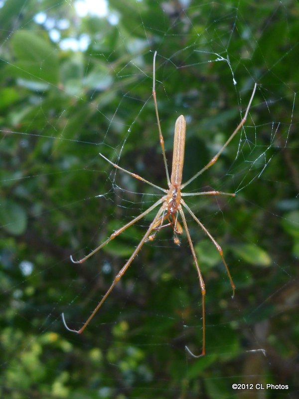 Long-jawed Orb Weaver Spider