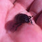 Dor beetle