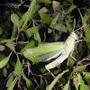 Bird Grasshopper (newly-molted)