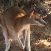 Red-necked Wallaby