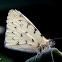 Hesperocharis Butterfly