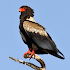 Birds of Prey Sounds Free2.8