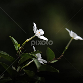 by Vaibhav Chavan - Flowers Flower Buds