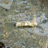 Caddisfly larva stone case