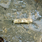 Caddisfly larva stone case