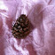 Baby Pine cone