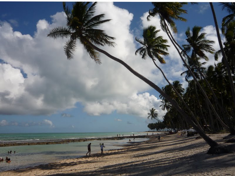 Cocoteros (cocos nucifera)