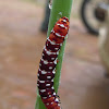 Indian Lily Moth Caterpillar Stage