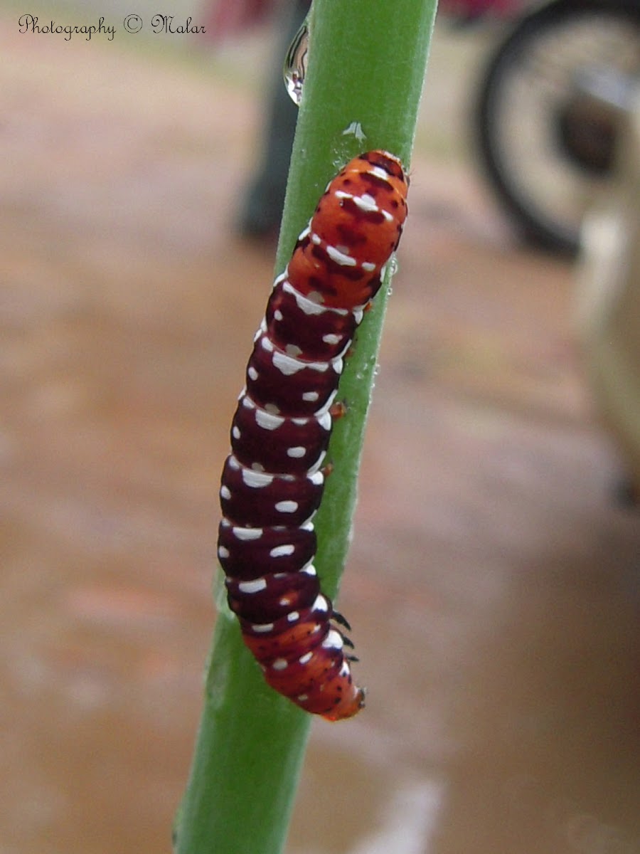 Indian Lily Moth Caterpillar Stage