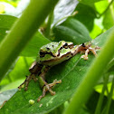 Pacific Treefrog