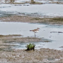 Killdeer - pic 1