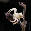 crab spider white