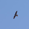Eleonora's Falcon (Μαυροπετρίτης)