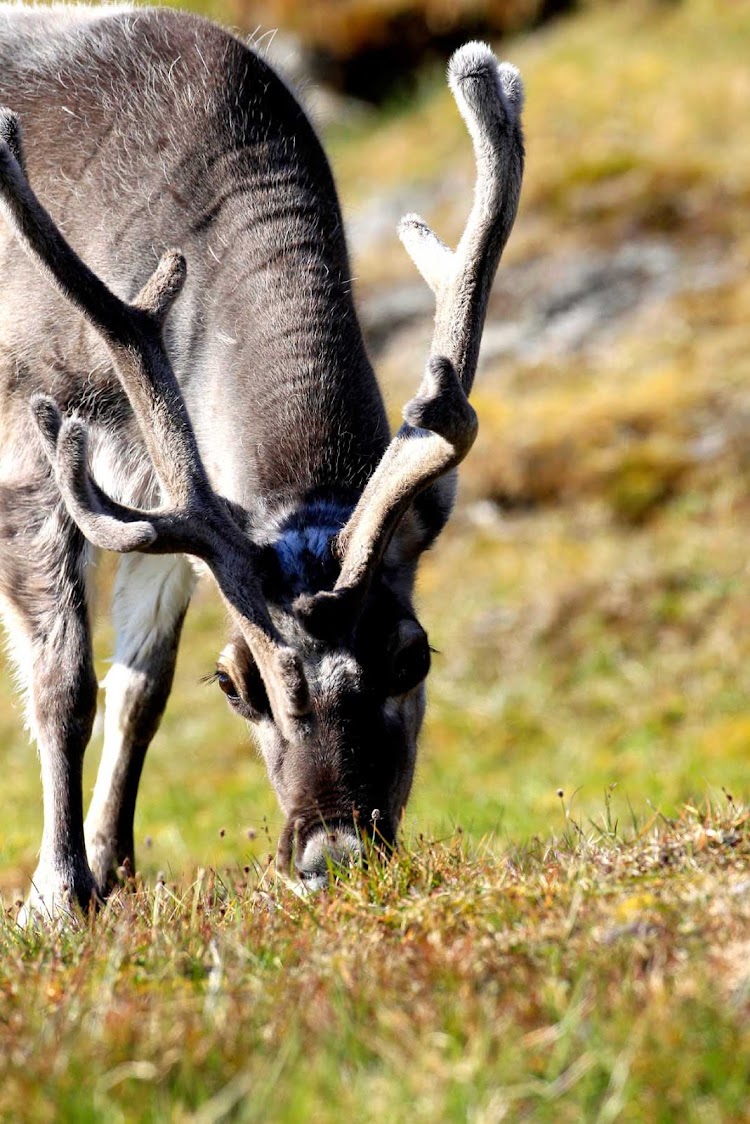 Walk among the reindeer of Svalbard on an expedition to the island in the northern regions of Norway during your Hurtigruten Fram cruise.