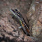 Lebombo flat lizard