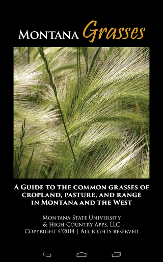 Montana Grasses