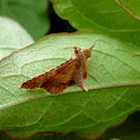 Endotricha  Flammealis Moth