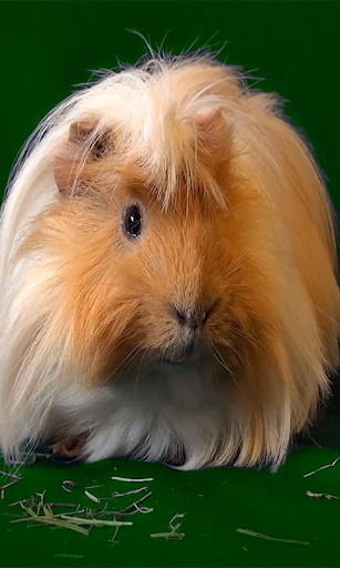 Guinea Pig Live wallpaper