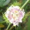 Stinking passionflower