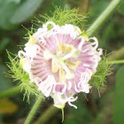 Stinking passionflower