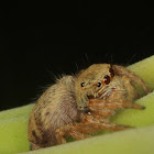 Jumping spider