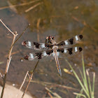 Twelve-spotted Skimmer