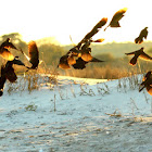 Boat-tailed grackle