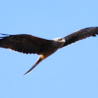 Black Kite ( Juv)
