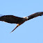Black Kite ( Juv)