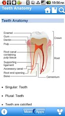 Dental (Preview)