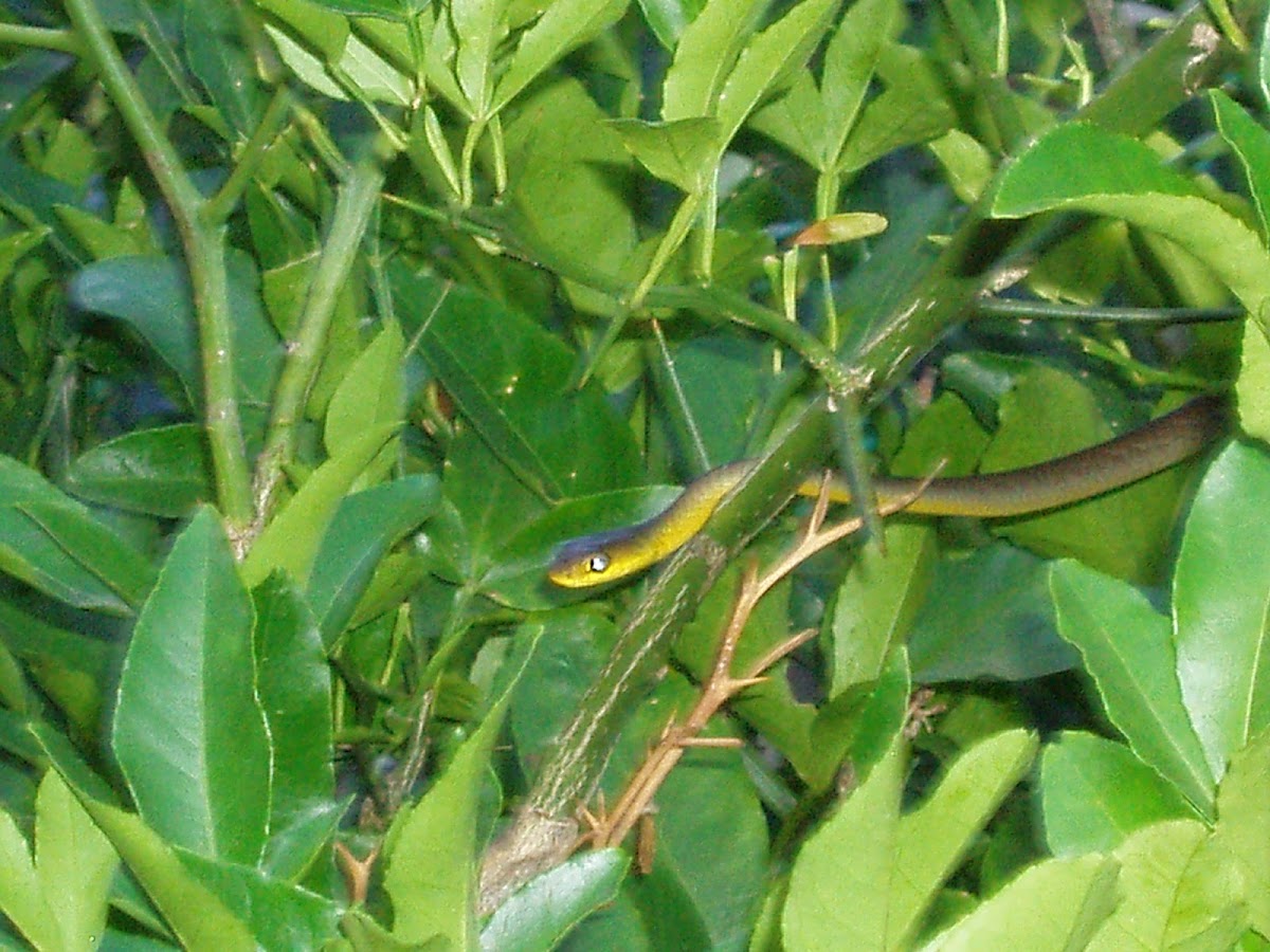 tree snake and whip snake