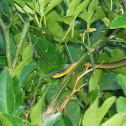 tree snake and whip snake