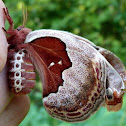 Promethea Silk Moth