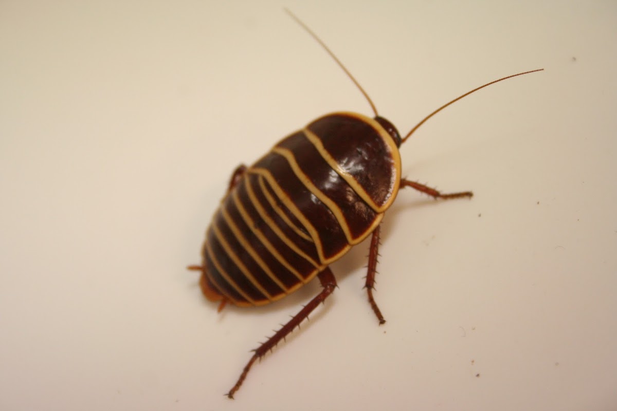 Mitchell's Cockroach