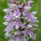 Common spotted orchid
