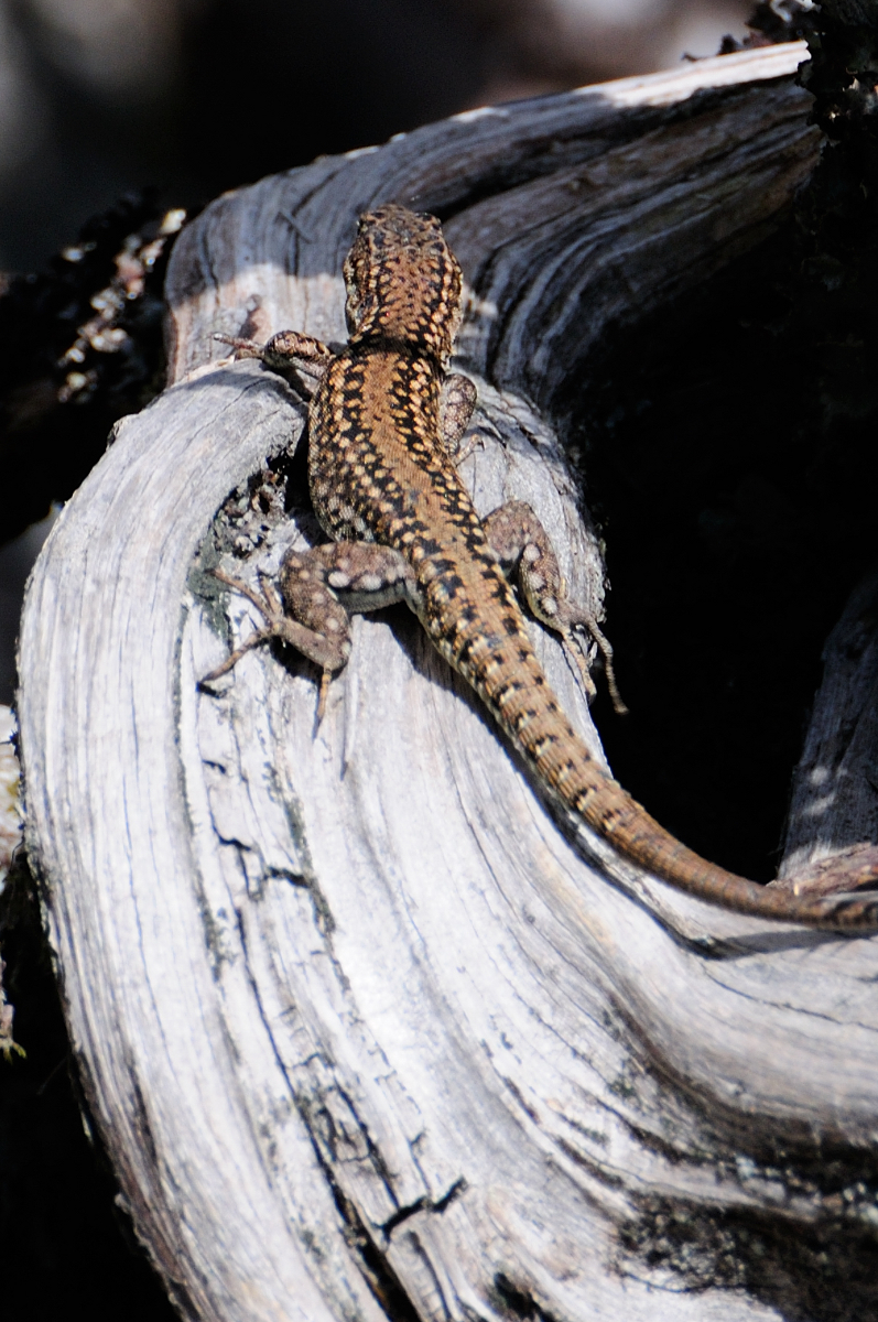 Iberian Wall Lizard, Lagartija ibérica